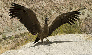 Andean Condor