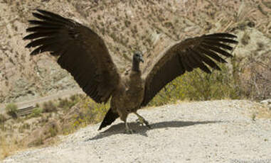 Condor des Andes