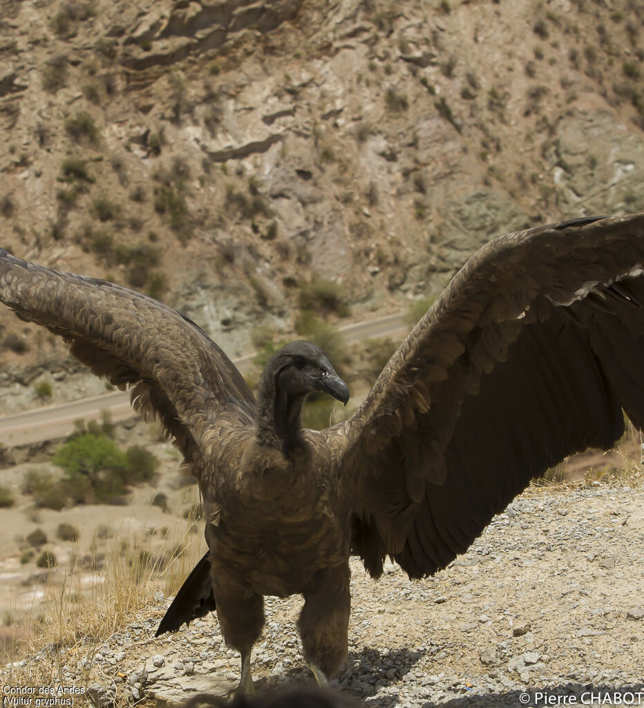 Condor des Andes