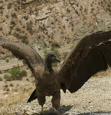 Condor des Andes