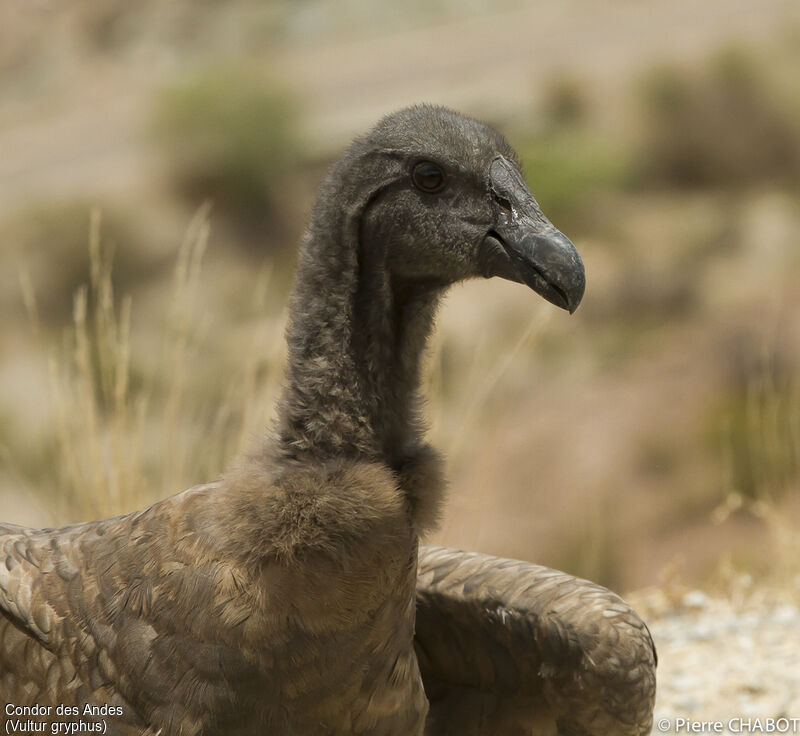 Andean Condor