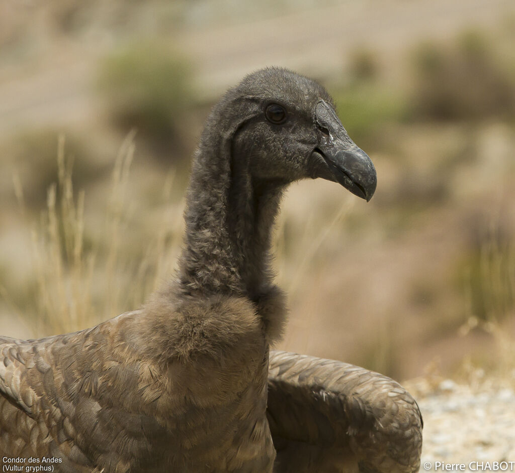 Condor des Andes