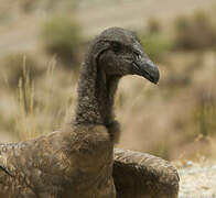 Condor des Andes