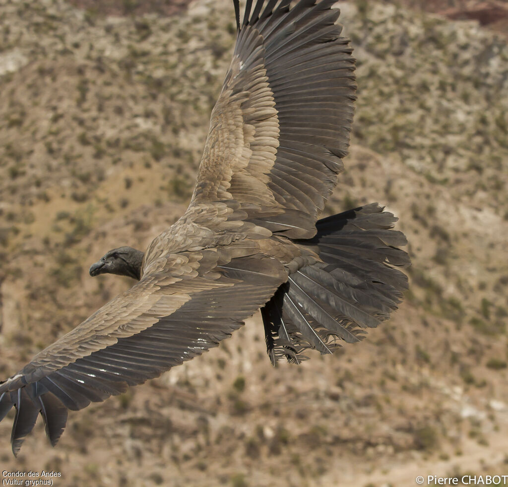 Andean Condor