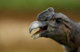 Andean Condor