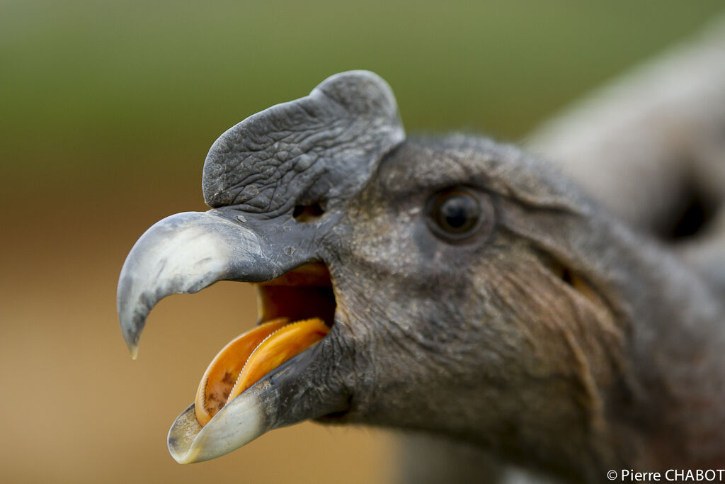 Condor des Andes