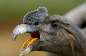 Andean Condor