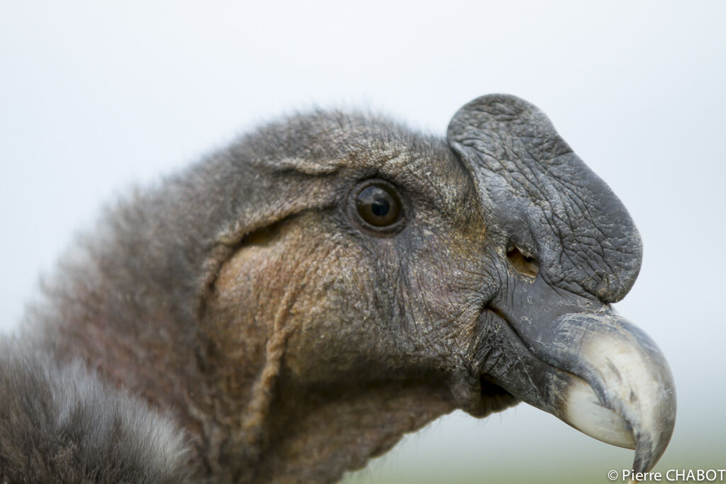 Condor des Andes