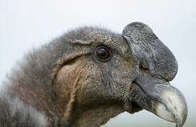 Andean Condor