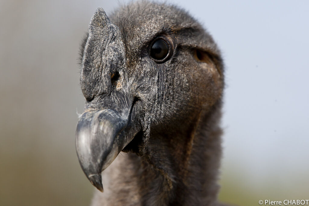 Condor des Andes