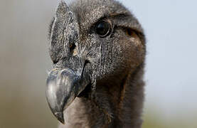 Condor des Andes