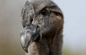 Condor des Andes