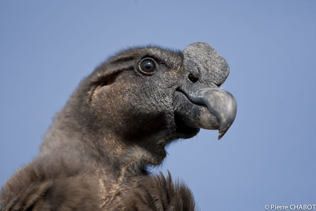 Condor des Andes