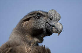 Andean Condor