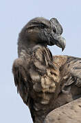 Andean Condor