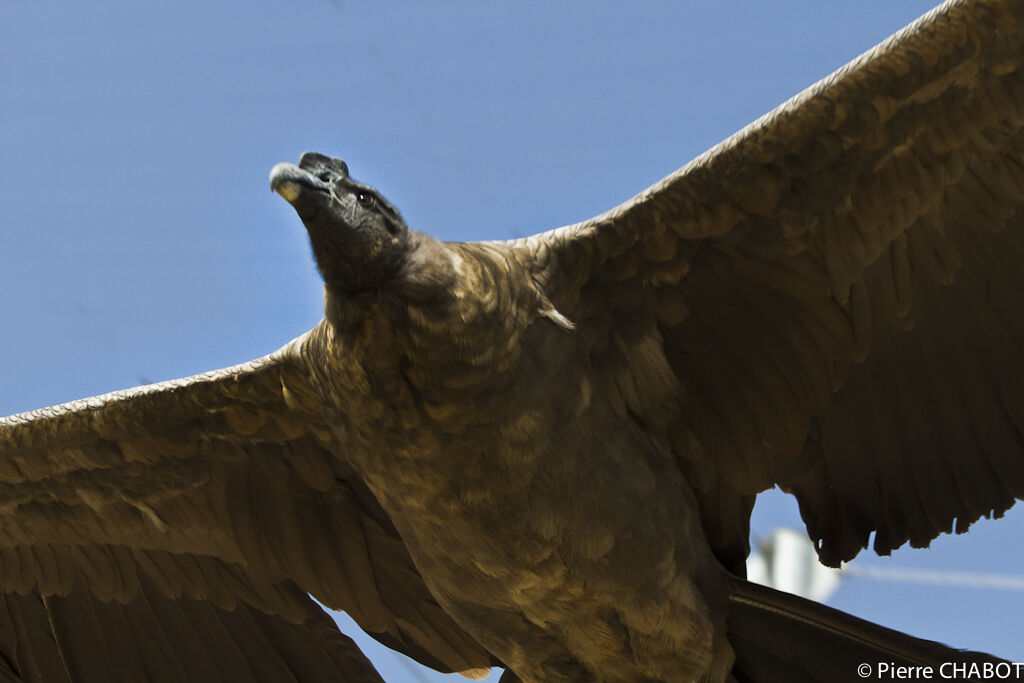 Andean Condor