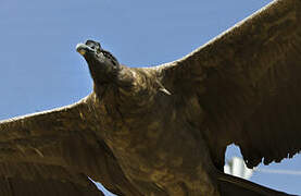 Andean Condor