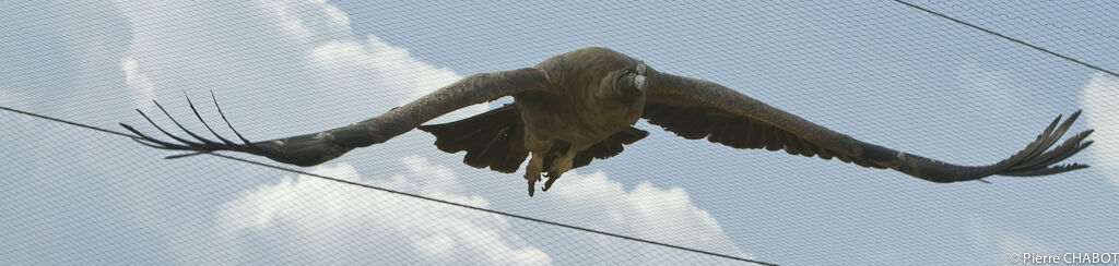 Condor des Andes