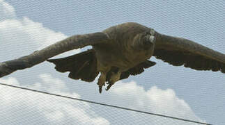 Andean Condor