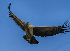 Condor des Andes