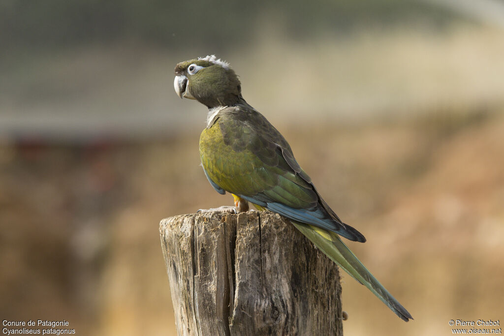 Conure de Patagonie