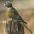 Conure de Patagonie