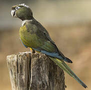 Burrowing Parrot