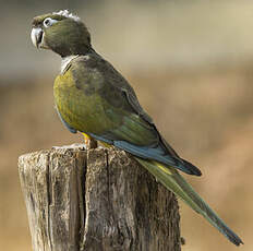 Conure de Patagonie