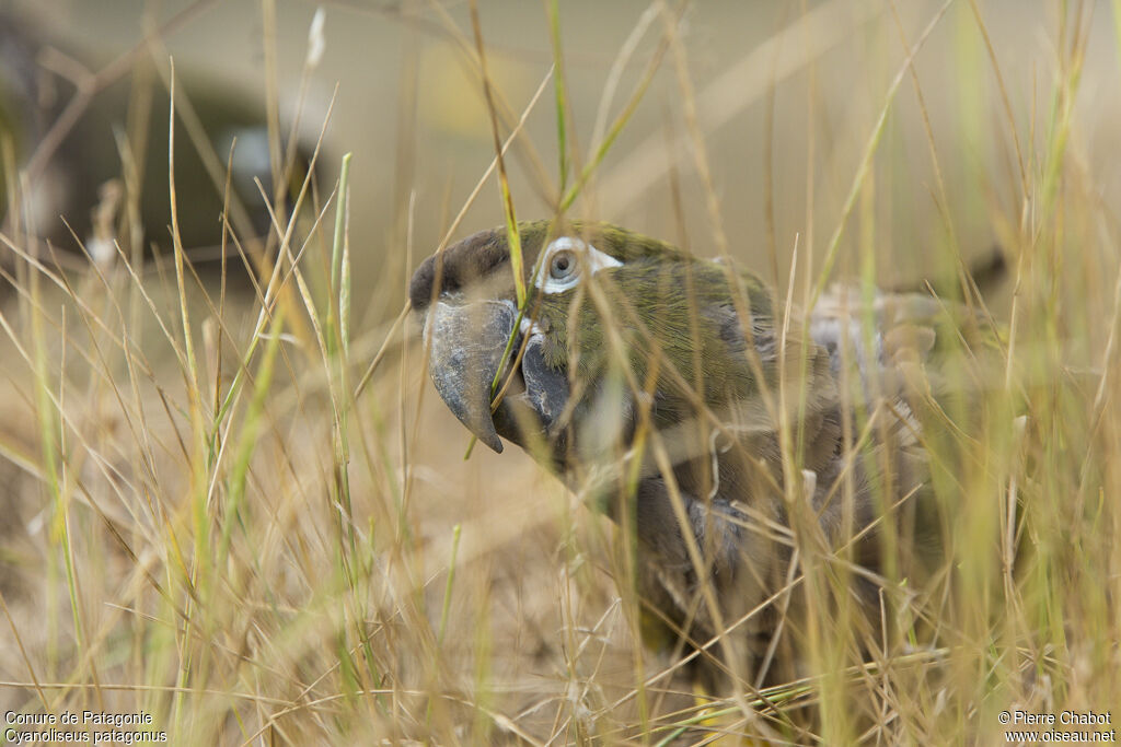 Conure de Patagonie