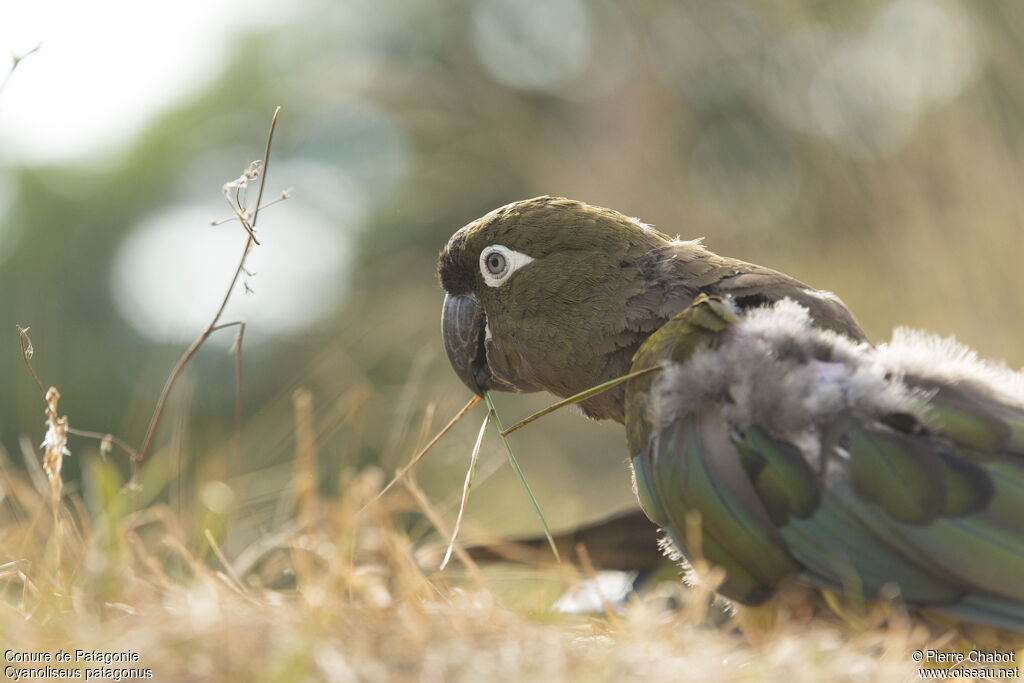 Conure de Patagonie