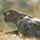 Conure de Patagonie