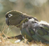 Conure de Patagonie