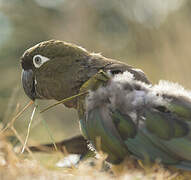 Burrowing Parrot