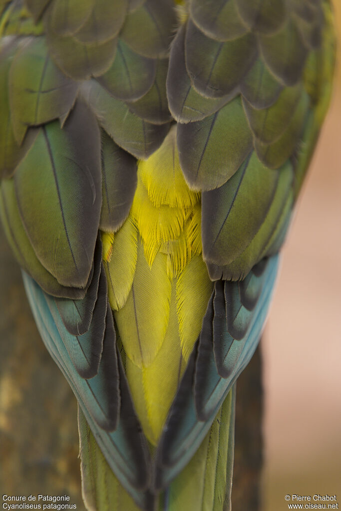 Burrowing Parrot