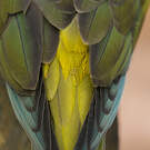 Conure de Patagonie