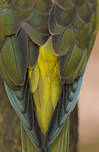 Conure de Patagonie