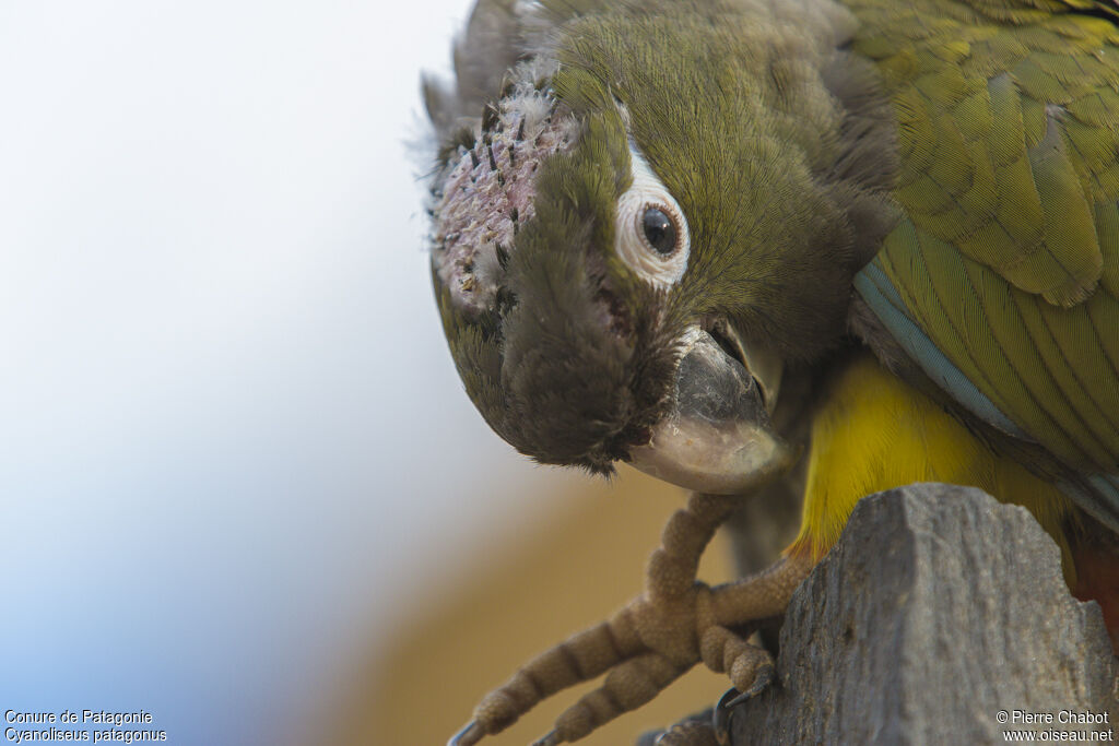 Conure de Patagonie