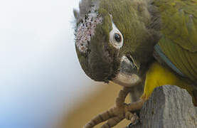 Burrowing Parrot