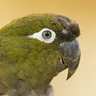 Conure de Patagonie