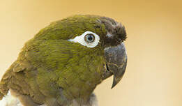 Conure de Patagonie