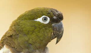 Burrowing Parrot