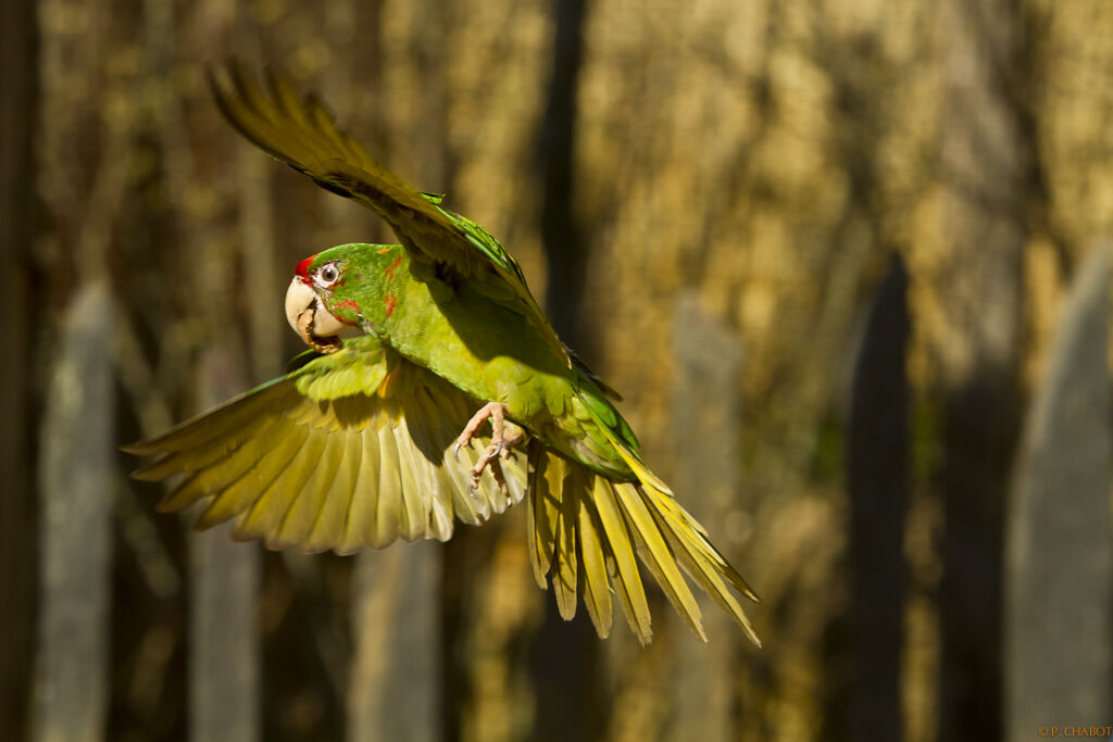 Conure mitrée