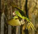 Conure mitrée