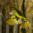 Conure mitrée