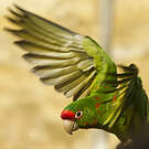 Conure mitrée