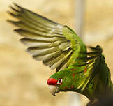 Conure mitrée