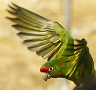 Mitred Parakeet