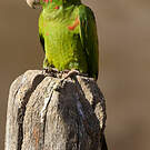 Conure mitrée