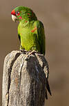 Conure mitrée