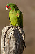 Conure mitrée